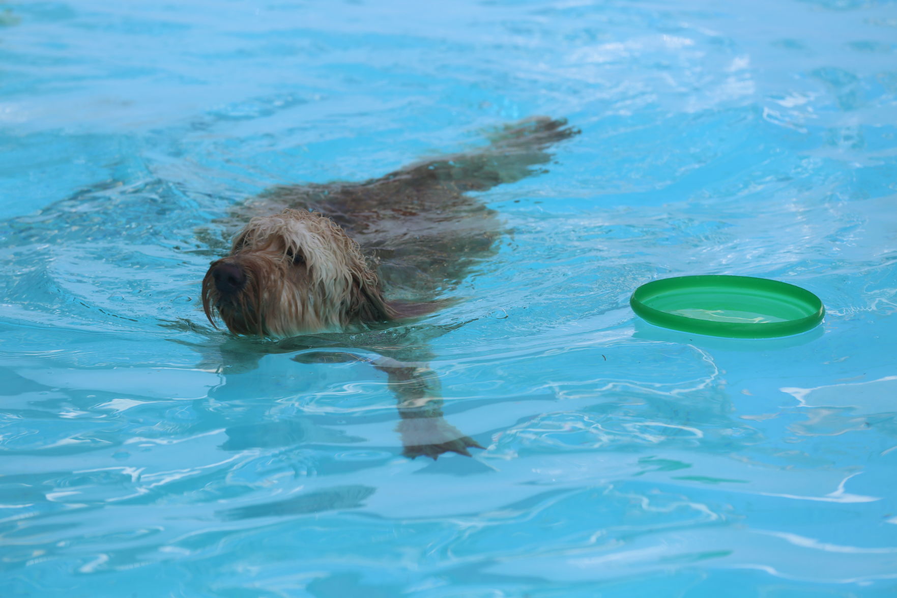 090919_gal_WWdogs (15)